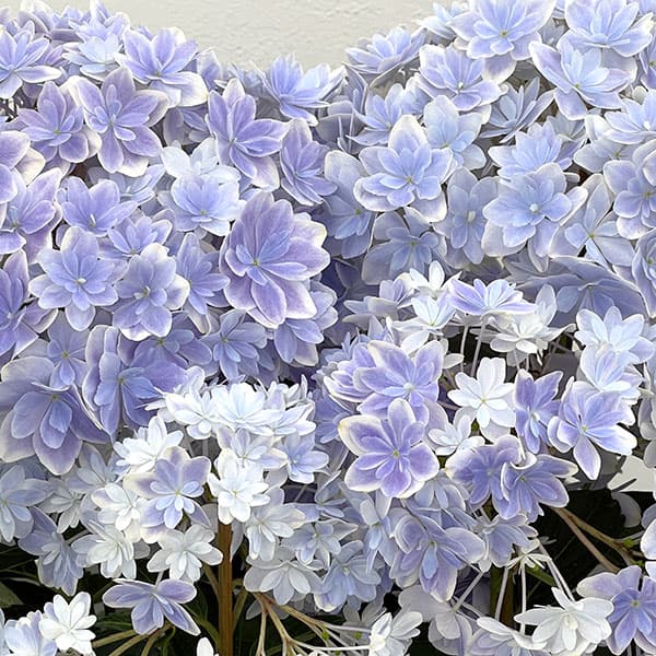 アジサイ:万華鏡(まんげきょう) ブルー5号鉢植え