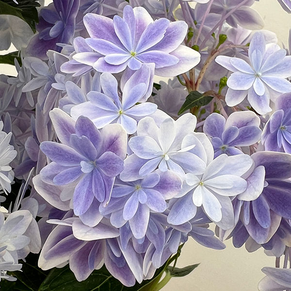 アジサイ:万華鏡(まんげきょう) ブルー5号鉢植え
