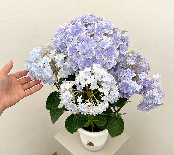 アジサイ:万華鏡(まんげきょう) ブルー5号鉢植え