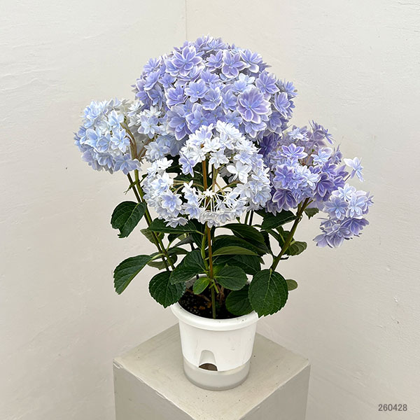 アジサイ:万華鏡(まんげきょう) ブルー5号鉢植え