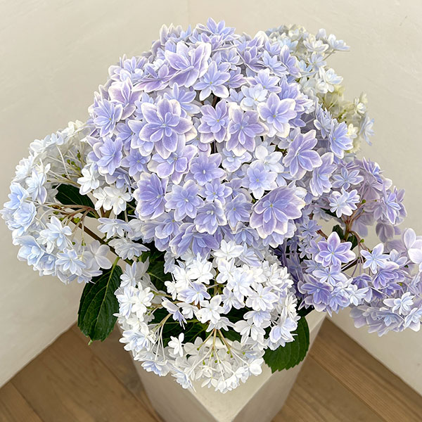 アジサイ:万華鏡(まんげきょう) ブルー5号鉢植え