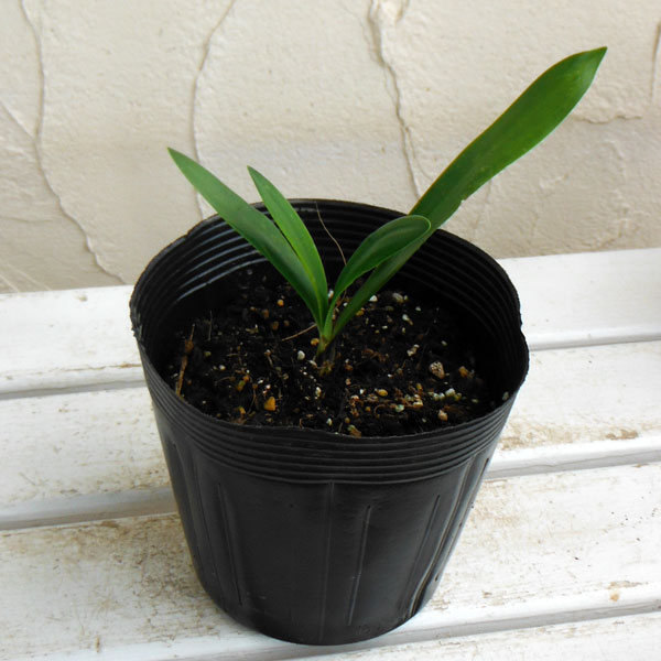 アガパンサス：ガーデンクイーン3.5号ポット苗