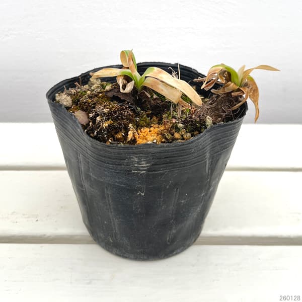 アガパンサス：ガーデンクイーン3.5号ポット苗