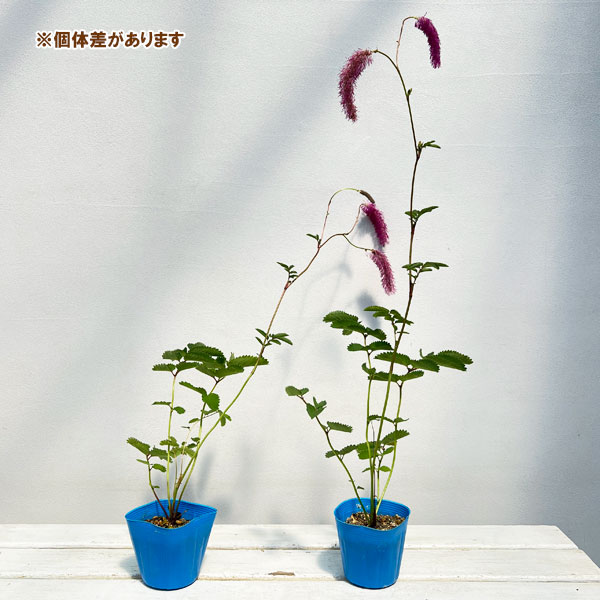 カライトソウ(唐糸草):濃色カライトソウ3号ポット