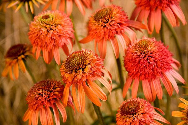 エキナセア:イレジスティブル3.5-4号ポット