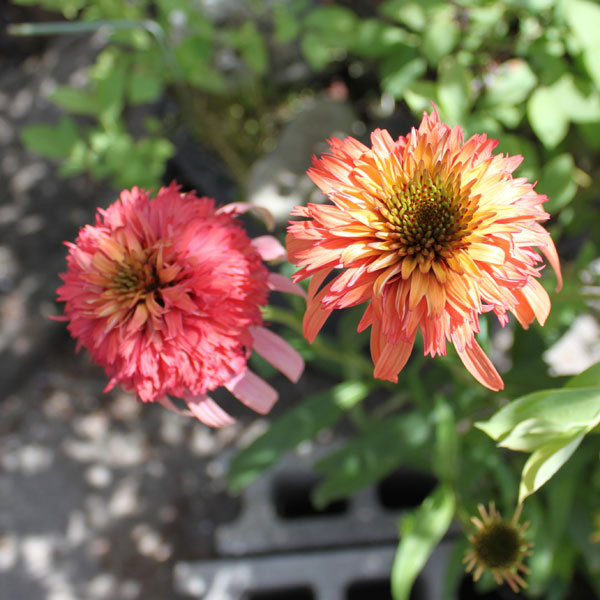 エキナセア:イレジスティブル3.5-4号ポット