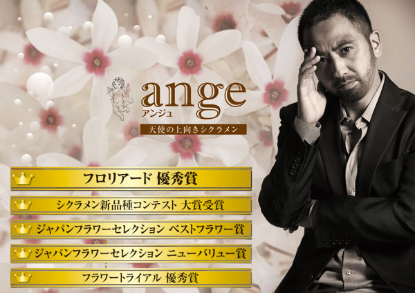 シクラメン:アンジュ(ホワイト系)2.5号ポット