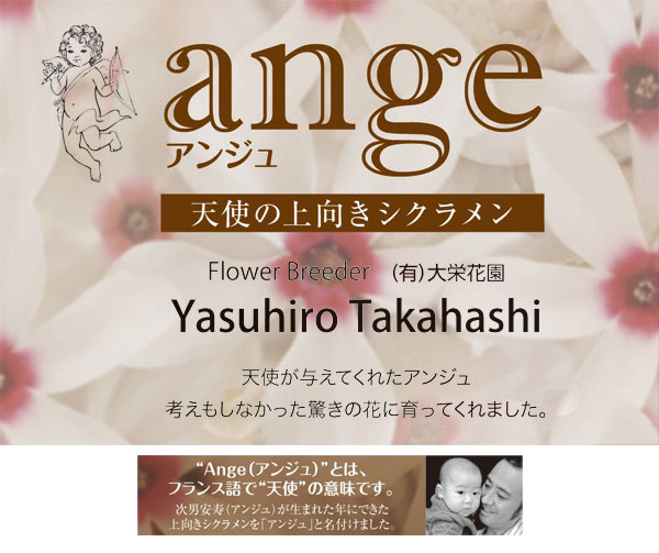 シクラメン:アンジュ(ホワイト系)2.5号ポット