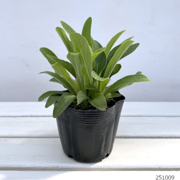 ジギタリス：クリームベル3.5号ポット