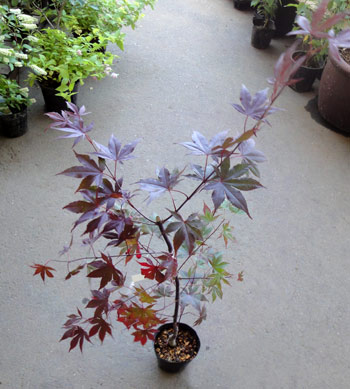 モミジ:藤波(フジナミ)4号ポット