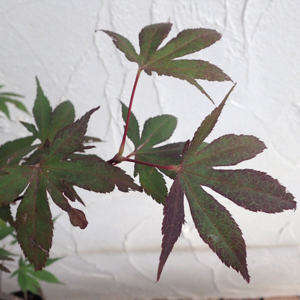 モミジ:藤波(フジナミ)4号ポット