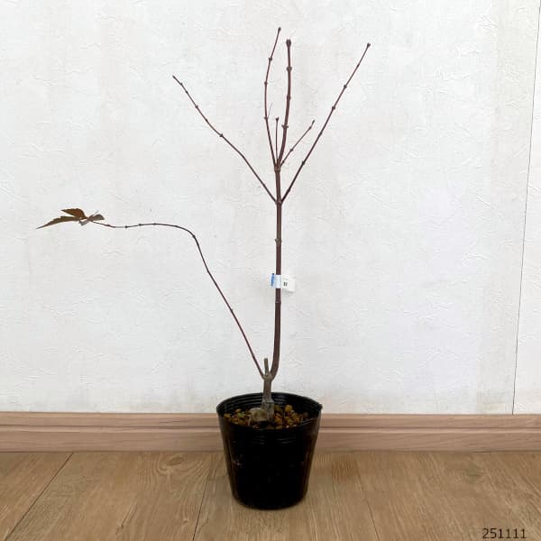 モミジ：藤波（フジナミ）4号ポット