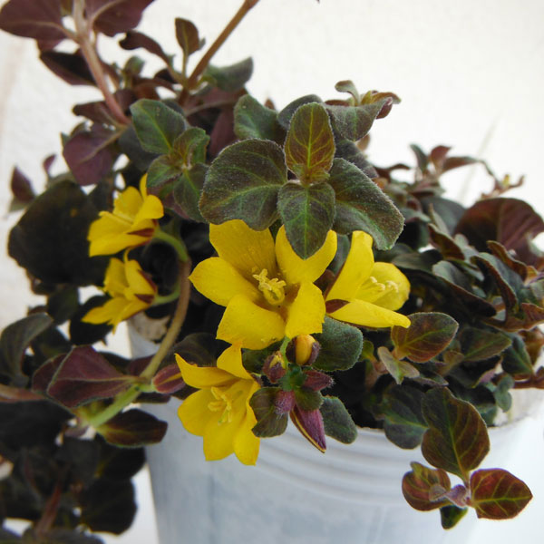 リシマキア：ミッドナイトサン2.5-3号ポット