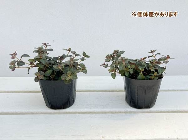 リシマキア：ミッドナイトサン2.5-3号ポット