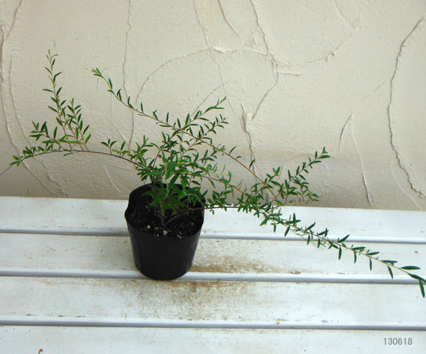 [26年2月中下旬予約]ブッドレア：アルテニフォリア5号ポット