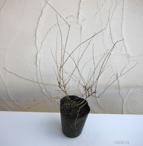 [26年2月中下旬予約]ブッドレア：アルテニフォリア5号ポット