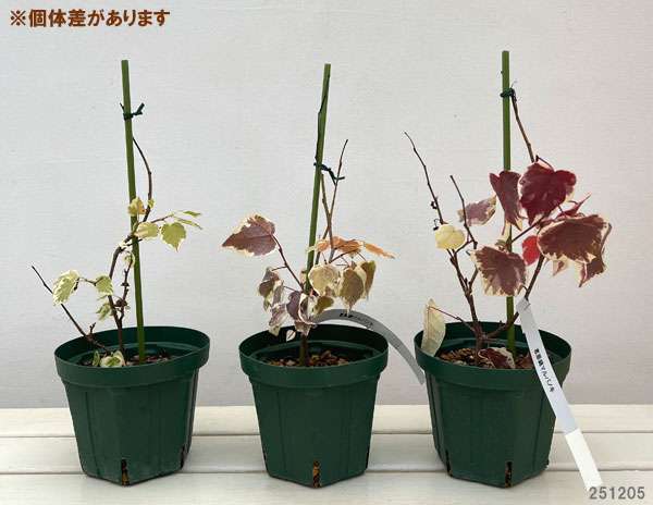 マルバノキ（丸葉の木）：恵那錦（エナニシキ）5号ポット