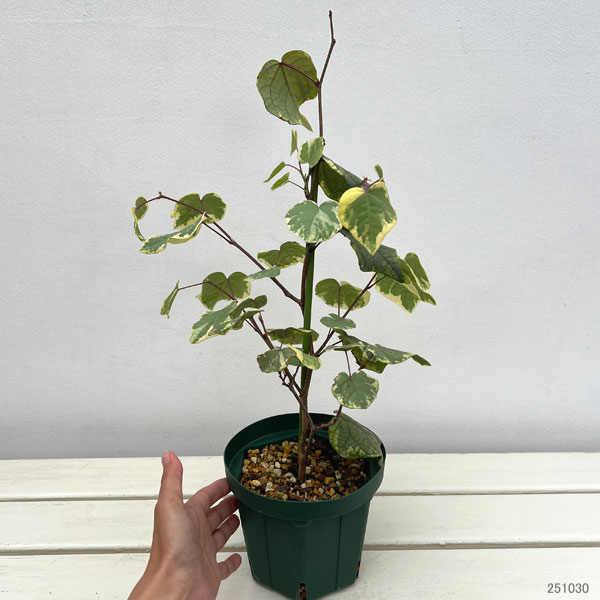 マルバノキ（丸葉の木）：恵那錦（エナニシキ）5号ポット