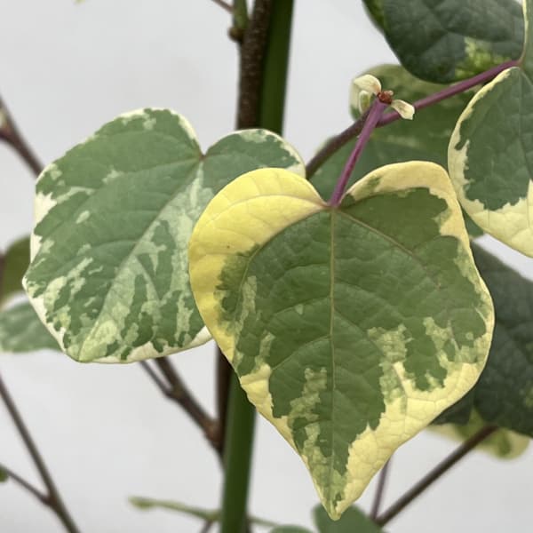 マルバノキ（丸葉の木）：恵那錦（エナニシキ）5号ポット