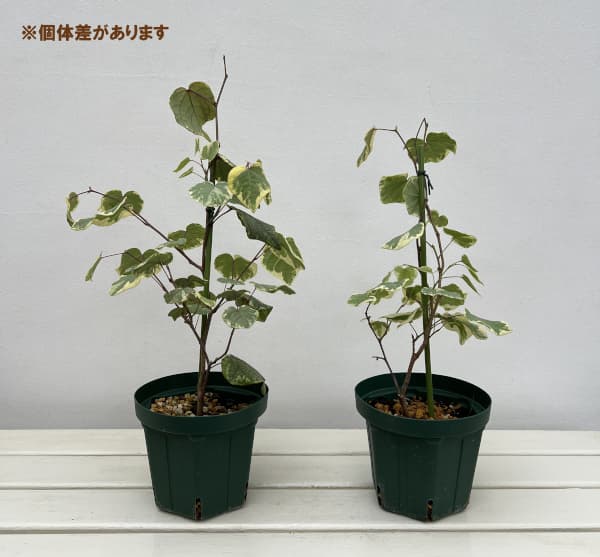マルバノキ（丸葉の木）：恵那錦（エナニシキ）5号ポット