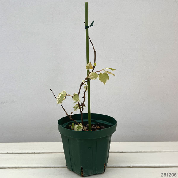 マルバノキ（丸葉の木）：恵那錦（エナニシキ）5号ポット