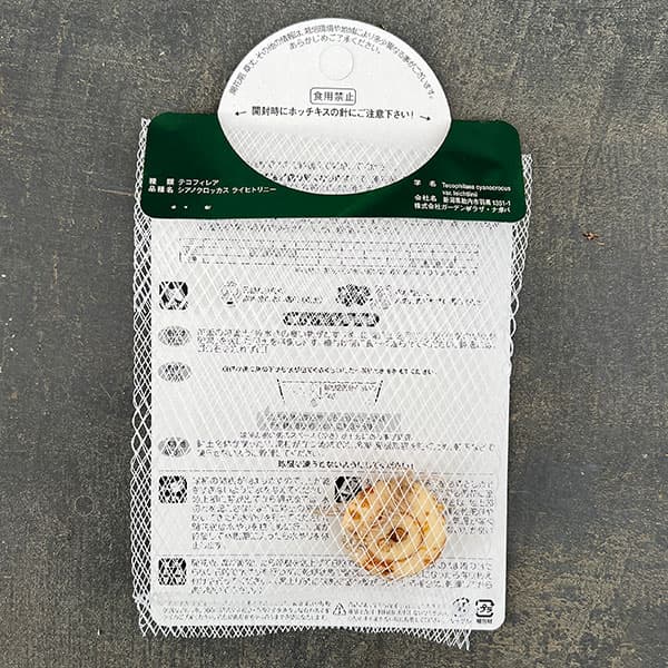 テコフィラエア：ライヒトリニー 1球入り