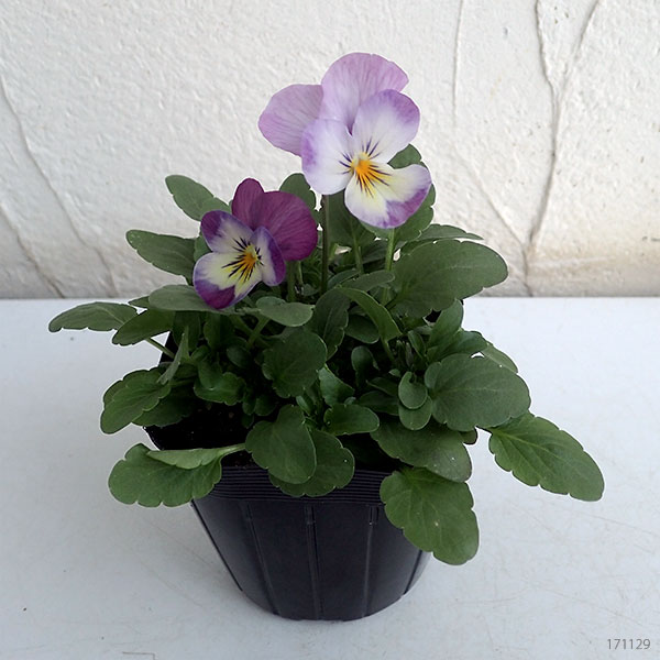 ビオラ：フローラルパワー　ピンクレモンリップ3～3.5号ポット