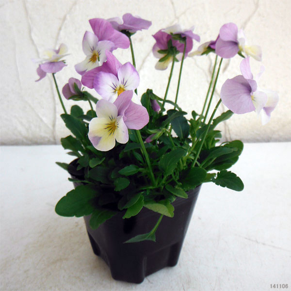 ビオラ：フローラルパワー　ピンクレモンリップ3～3.5号ポット