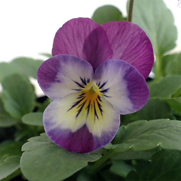 ビオラ：フローラルパワー　ピンクレモンリップ3～3.5号ポット