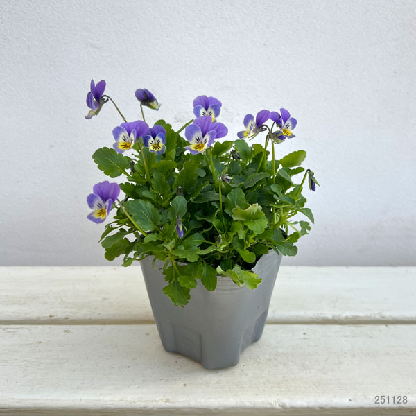 MSKガーデン極小輪ビオラ：フルーレット　ライトブルー3号ポット