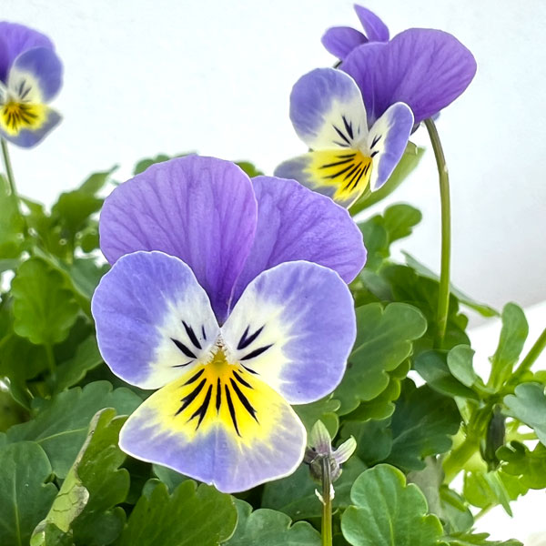 DA　小輪ビオラ 小輪バタフライビオラ エンジェルウイングシリーズアソート | MSK Garden