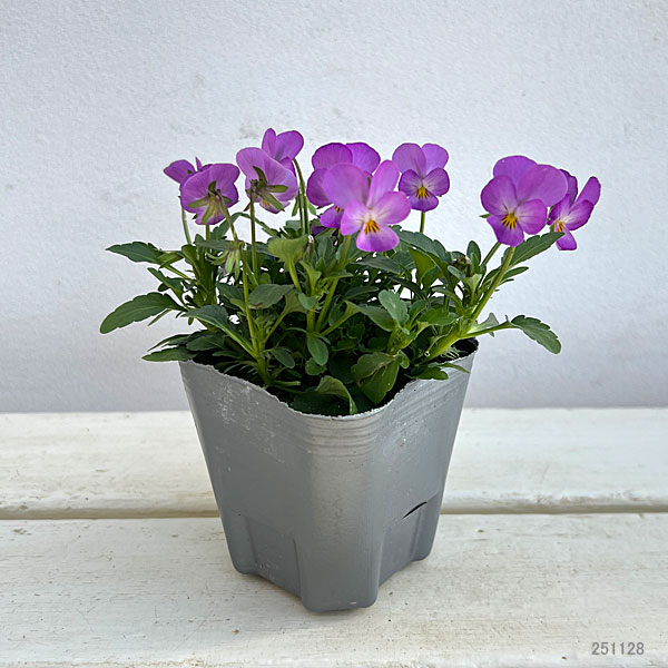 MSKガーデン極小輪ビオラ：フルーレット　ラベンダーピンク3号ポット