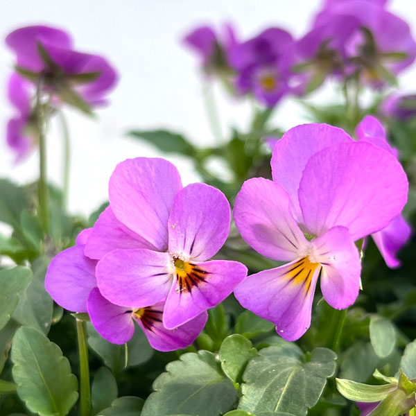 MSKガーデン極小輪ビオラ：フルーレット　ラベンダーピンク3号ポット