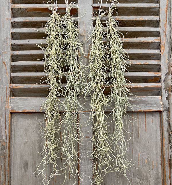 チランジア：ウスネオイデス（スパニッシュモス）長さ約40cm