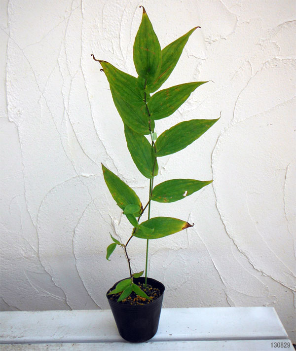 [26年2月中下旬予約]ホトトギス：コハクジョウロウ3号ポット