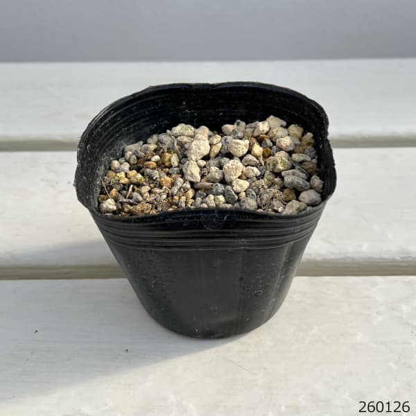 ホトトギス:コハクジョウロウ3号ポット