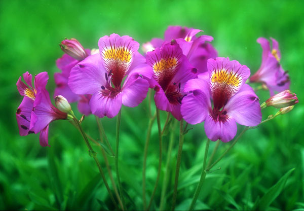 アルストロメリア:モデスタ1球