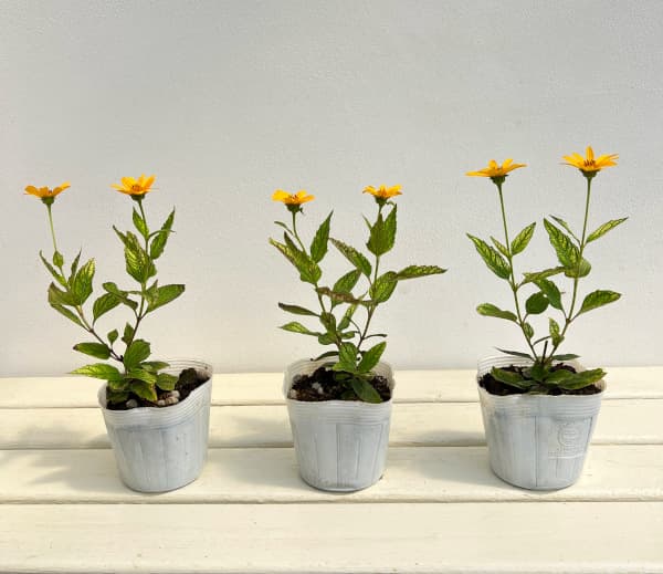 ヘリオプシス:サンバースト3.5号ポット