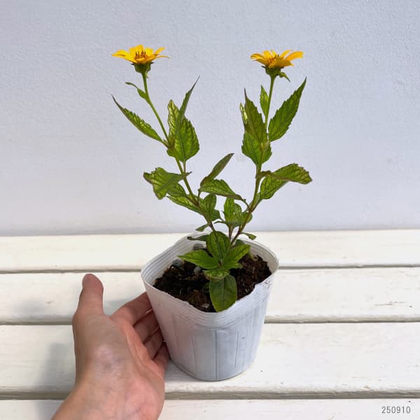 ヘリオプシス:サンバースト3.5号ポット