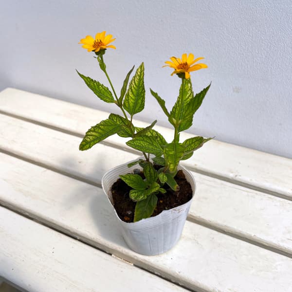 ヘリオプシス:サンバースト3.5号ポット