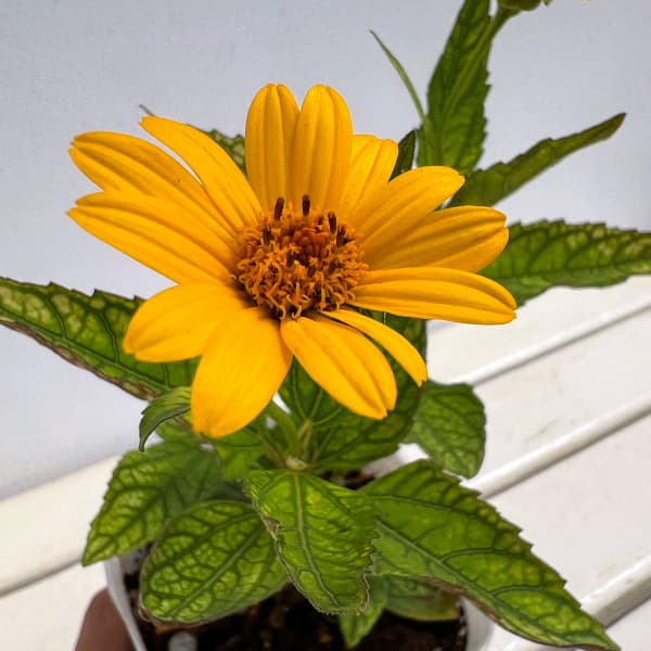 ヘリオプシス:サンバースト3.5号ポット