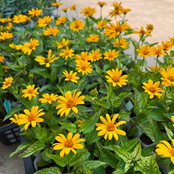 ヘリオプシス:サンバースト3.5号ポット