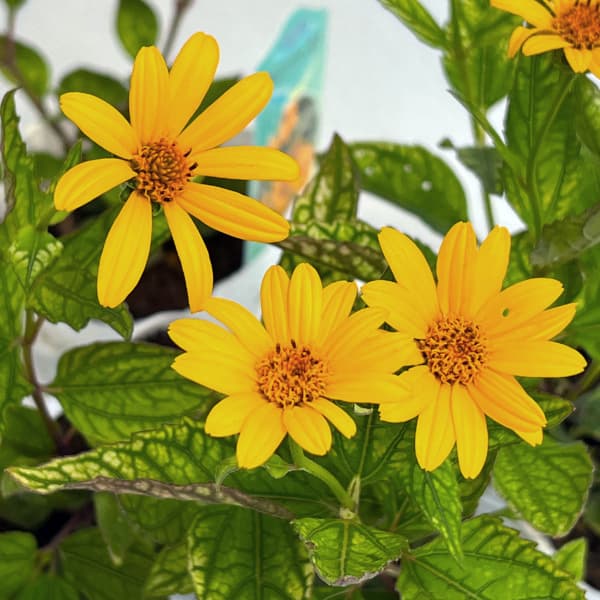 ヘリオプシス:サンバースト3.5号ポット