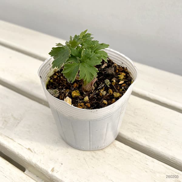 デルフィニウム：ダブルイノセンス3-3.5号ポット