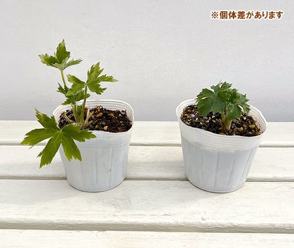 デルフィニウム：ダブルイノセンス3-3.5号ポット