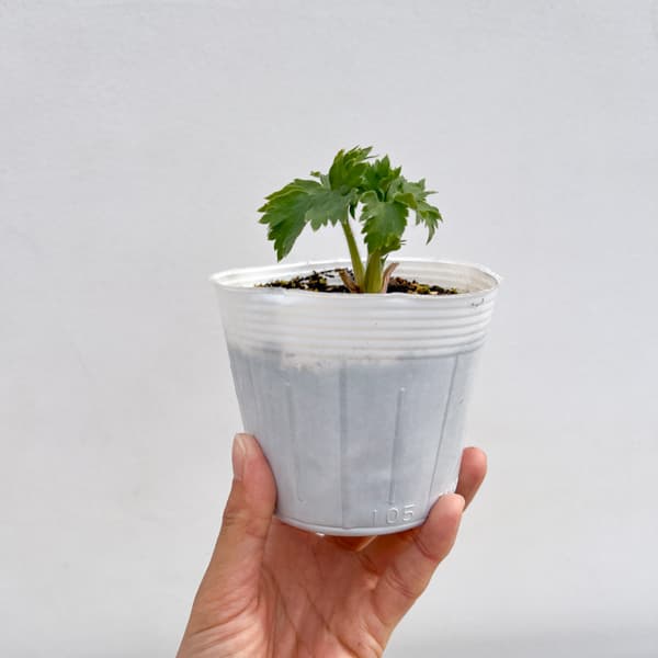 デルフィニウム:ダブルイノセンス3-3.5号ポット