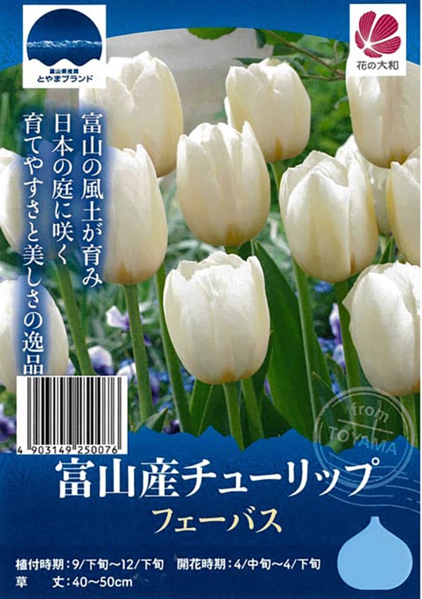 チューリップ（一重咲き）：フェーバス3球入り（T）