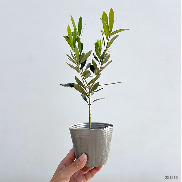 オリーブ：ルッカ 3.5号ポット*