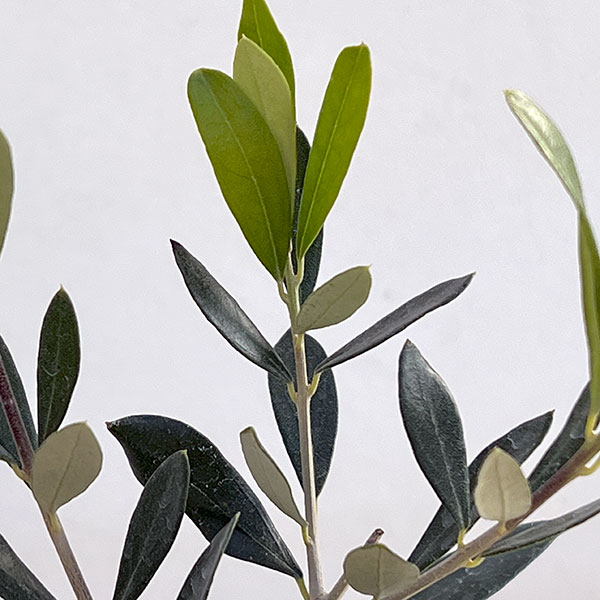 オリーブ：ルッカ 3.5号ポット*