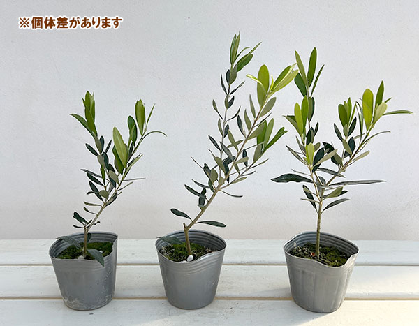 オリーブ：ルッカ 3.5号ポット*